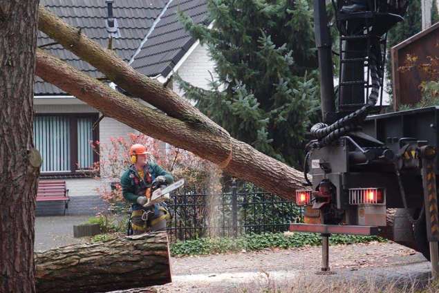 wilgen bomen rooien in s 'Gravenmoer